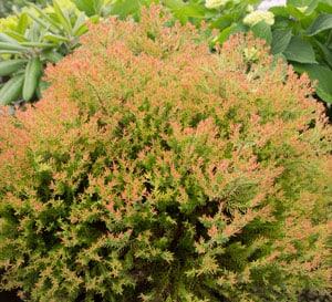 Close-up on Fire Chief Arborvitae's orange to green fine textured foliage