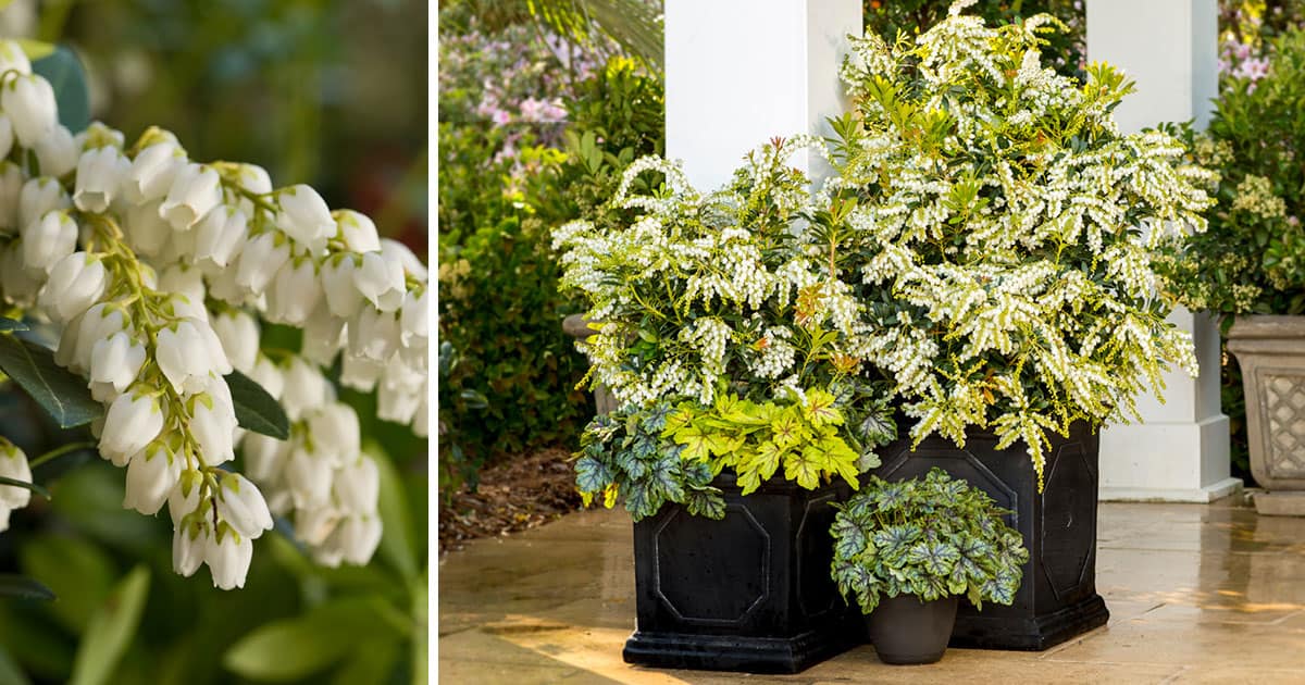 White small flowers with green leaves, white soft caress mahonia on black planters with heucherella