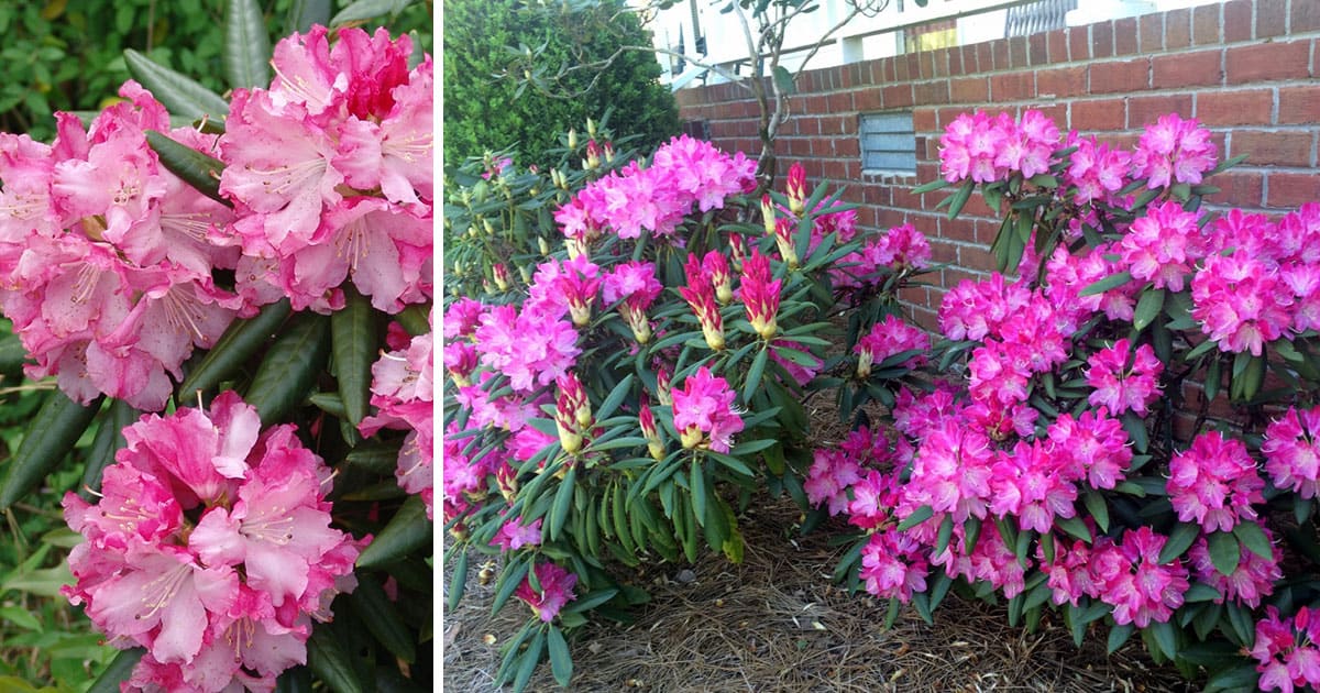 Southgate® Rhododendrons love the shade.