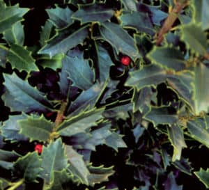 Close-up on dark green foliage of Oakland Holly sparsely speckled with red berries