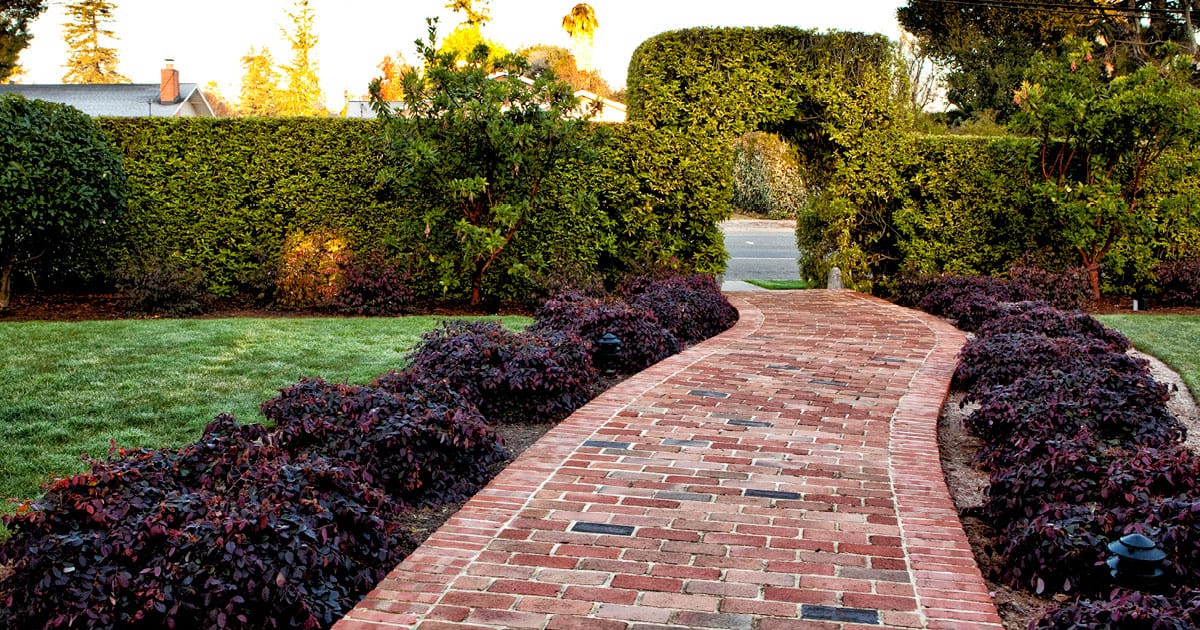Brick path lined with Purple Pixie Loropetalum ends at formal boxwood hedge with archway