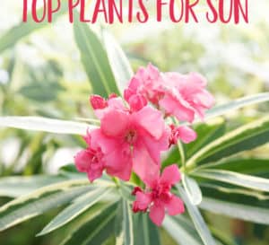 Pink oleander with green leaves trimmed in cream