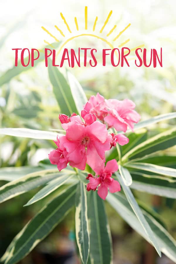 Top Plants for Sun