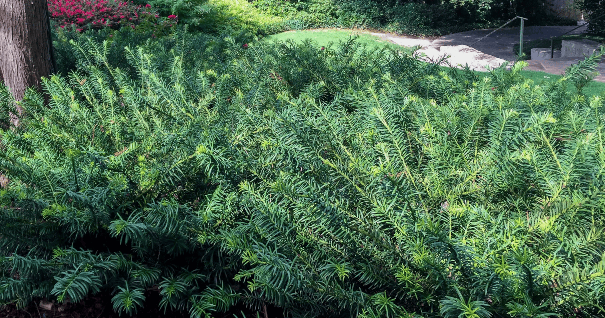 flash plant 4