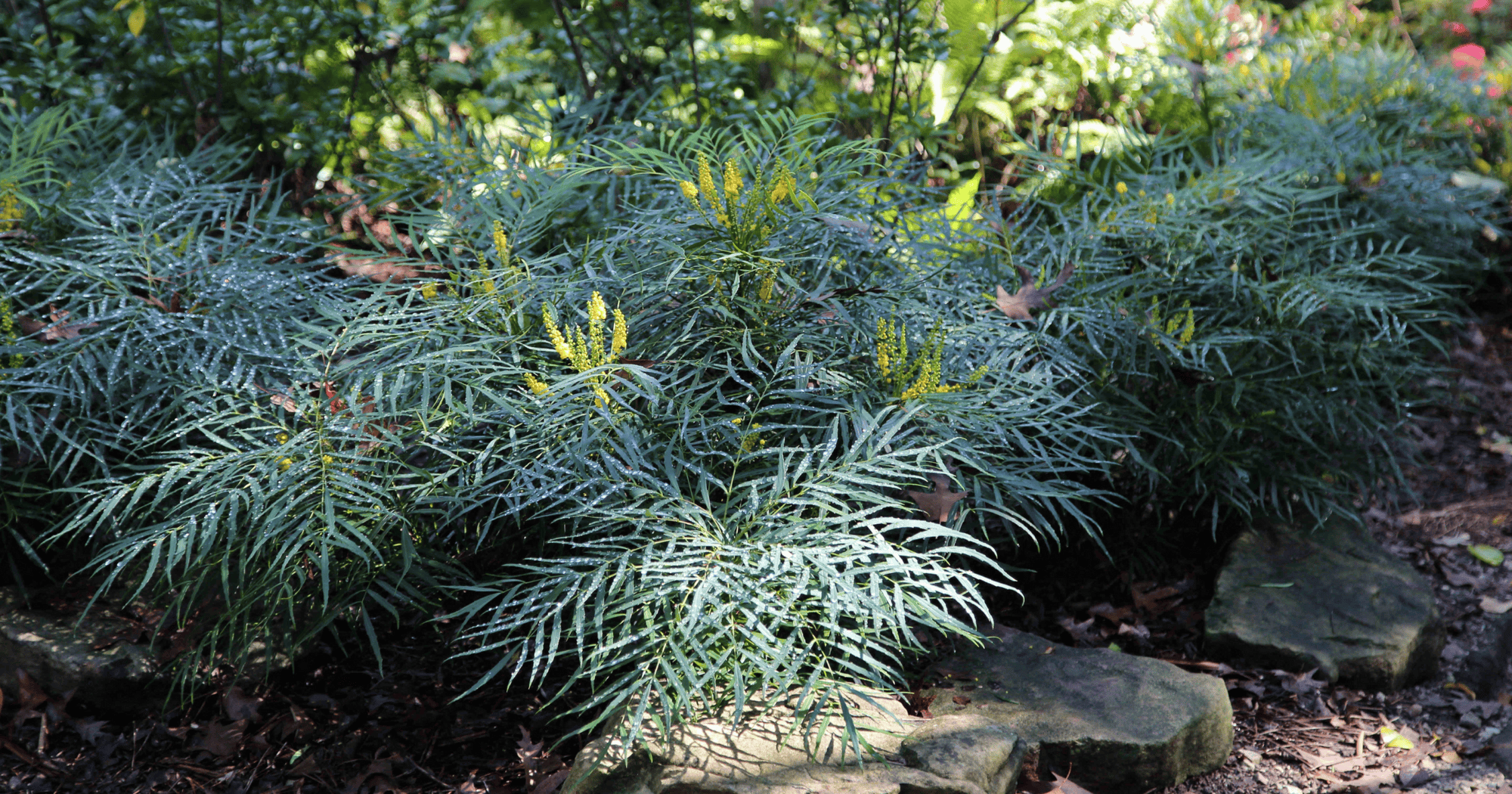 Soft Caress Mahonia shrubs growing in a shaded garden bed, featuring fine-textured evergreen foliage and upright clusters of yellow flowers along a stone border.