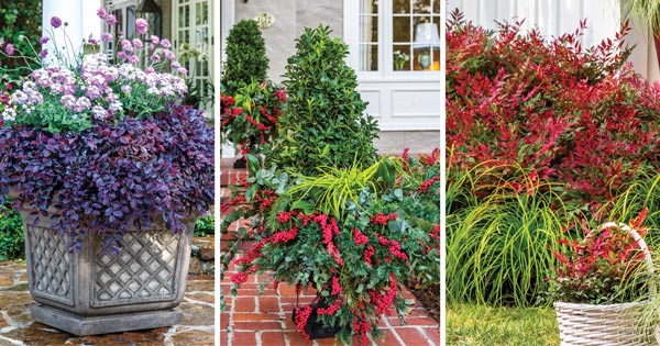 Evergreen shrubs and plants in container gardens 