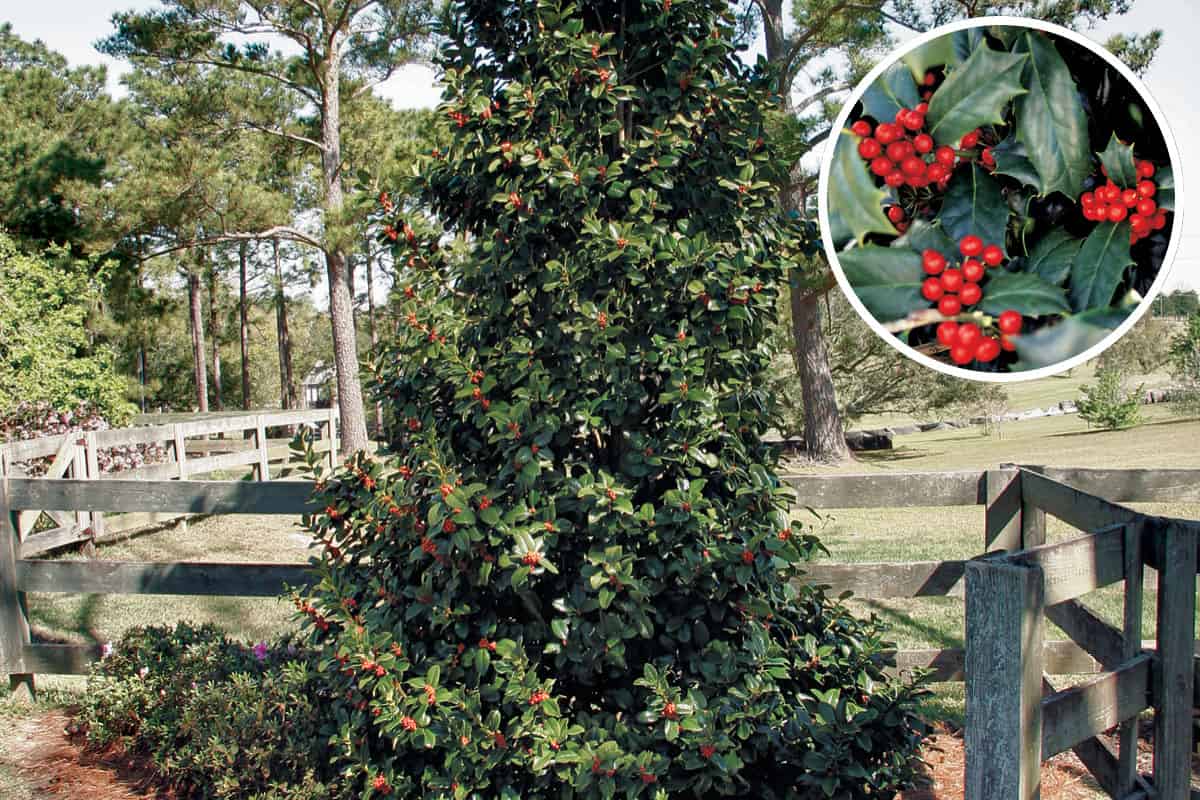 Robin™ has become one of the most-loved hollies in the landscape. This classic pyramidal formed tree loaded with bright red winter berries is mesmerizing in its beauty.