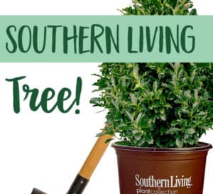 Southern Living Plant a Tree, brown container with shovel on white background