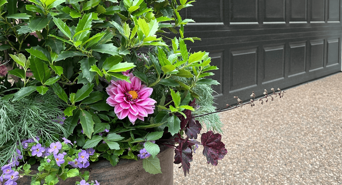 A vibrant container planting featuring a pink dahlia surrounded by green, holly-like foliage, soft silvery-blue leaves, purple bacopa flowers, and burgundy heuchera leaves, set in front of a dark gray garage door on a pebble-textured driveway.