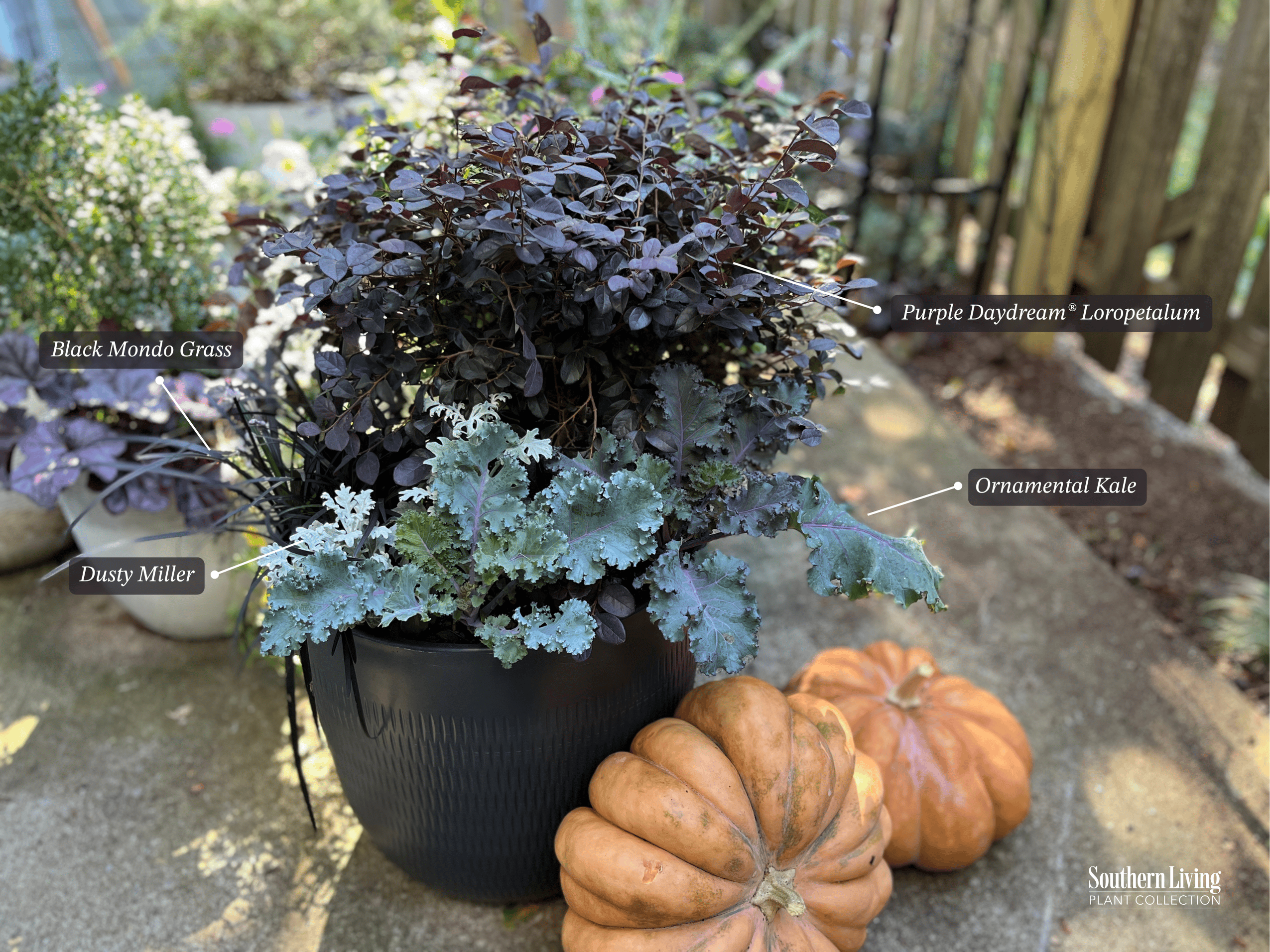 Fall container garden featuring Purple Daydream® Loropetalum, Black Mondo Grass, Dusty Miller, and Ornamental Kale in a black planter, styled with heirloom pumpkins – perfect for a Southern gothic garden look.