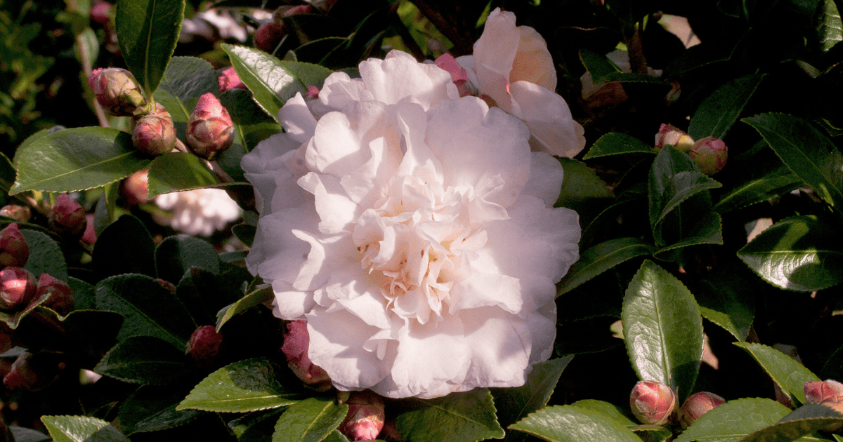 Close-up of a soft pink Camellia flower in full bloom, surrounded by glossy green leaves and unopened buds, showcasing a pet friendly flower option for safe garden landscaping.
