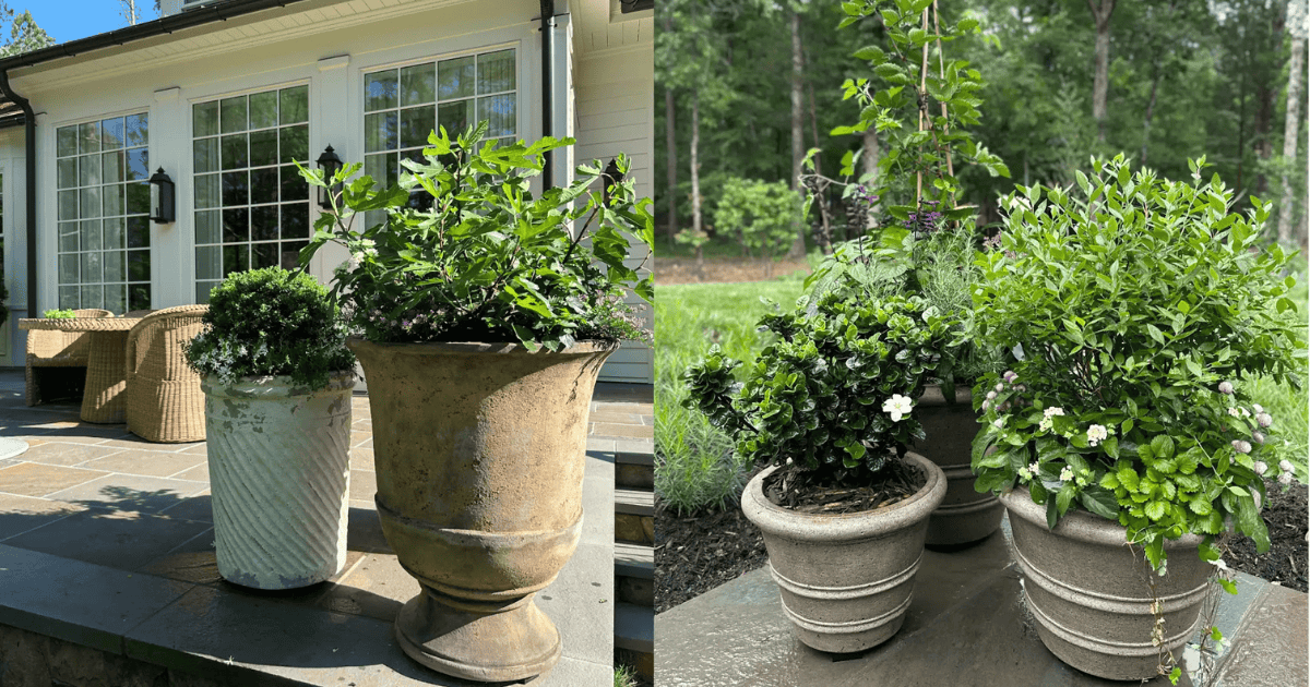 Assorted potted pet friendly plants and shrubs arranged on a sunny patio and shaded garden path, featuring lush green foliage and flowering varieties safe for dogs and cats.