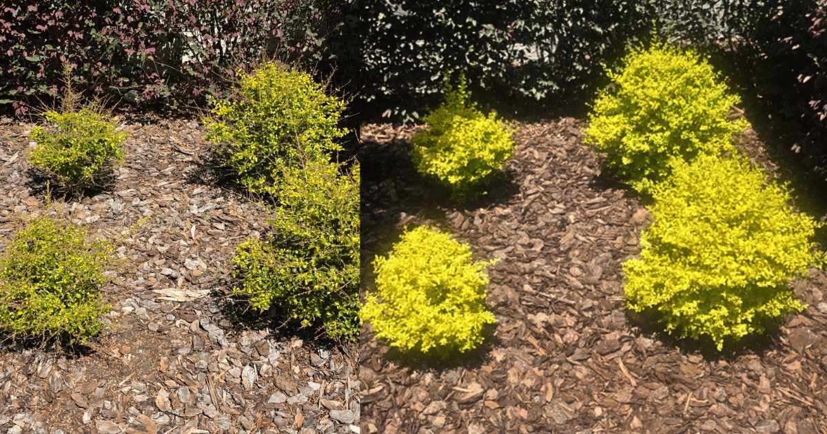 Before and after shots of Sunshine Ligustrum with new leaves after some leaf drop