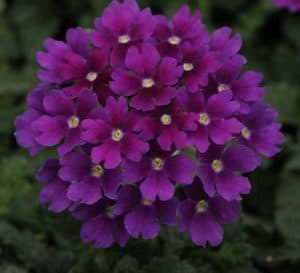 Its vibrant color and superior branching creates a full habit bursting with blooms of purple. ready to brighten any garden