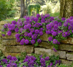 Verbena Endurascape Purple Landscape