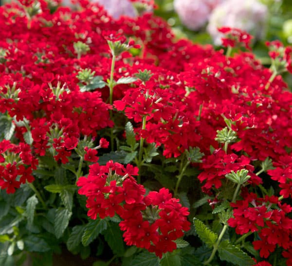 Red Verbena with dark green leaves