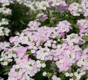 White Blush Verbena's blush pink to white flowers form tight bundles of color above dark green, low-growing foliage