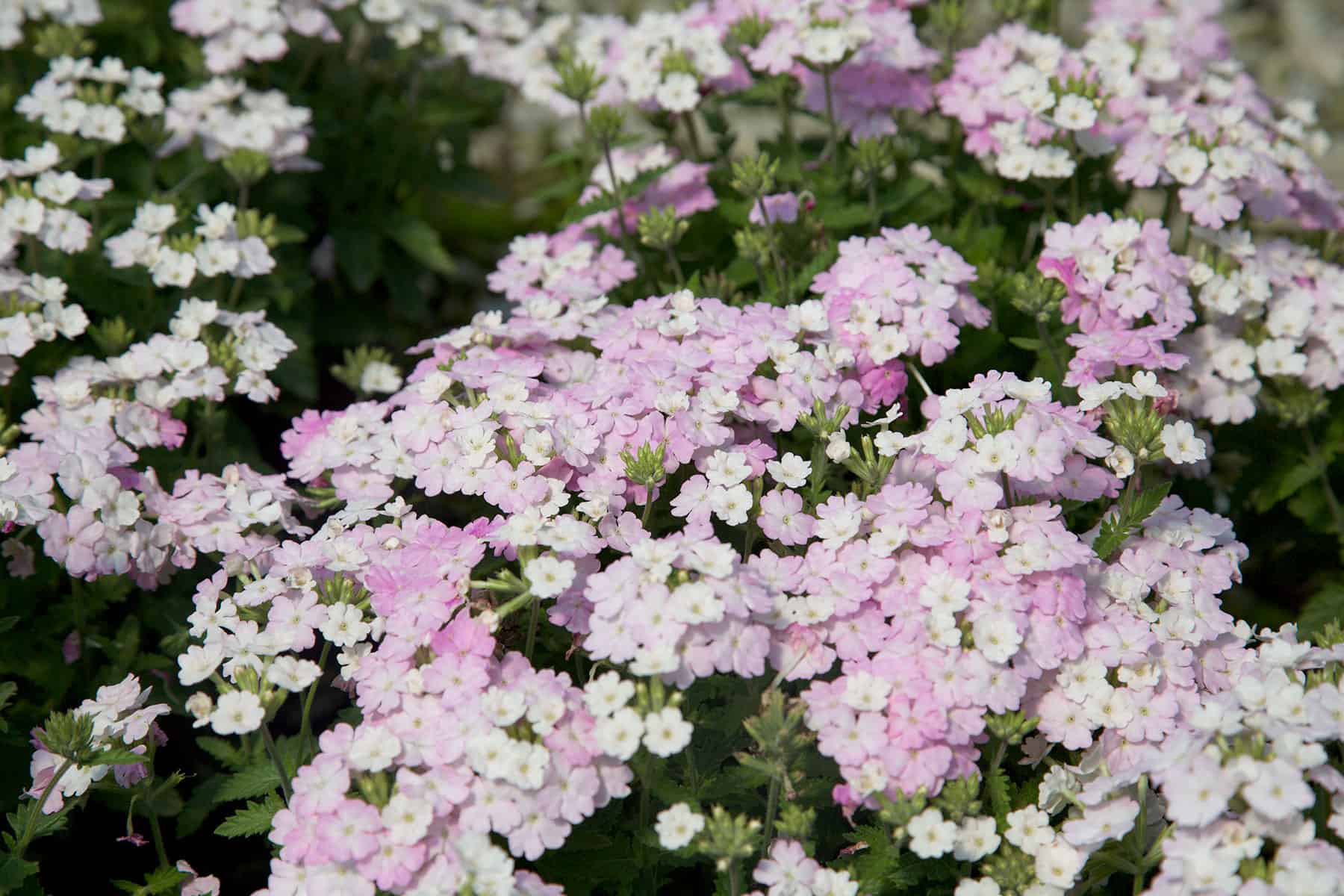 White Blush Verbena's blush pink to white flowers form tight bundles of color above dark green, low-growing foliage