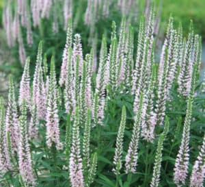 Light pink flower spikes sit atop bright green foliage of Pink Blues Veronica