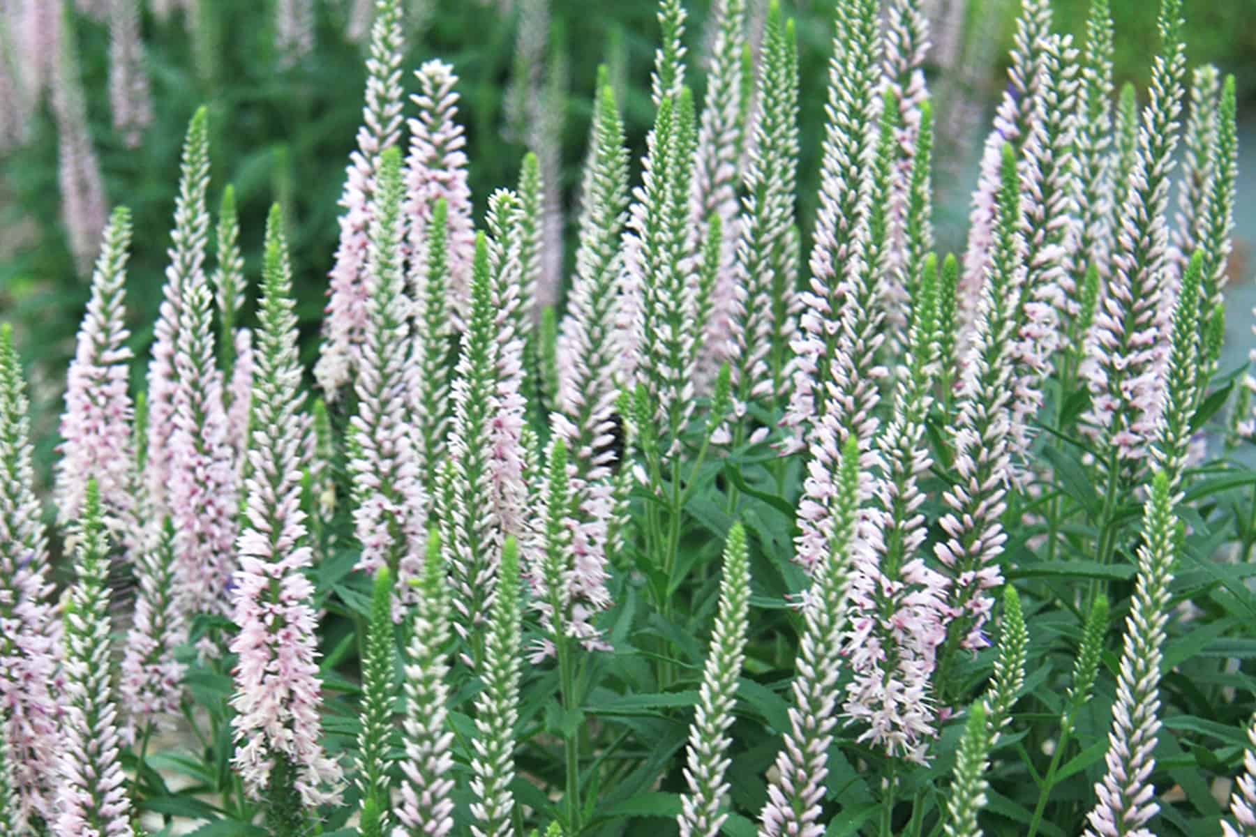 Light pink flower spikes sit atop bright green foliage of Pink Blues Veronica