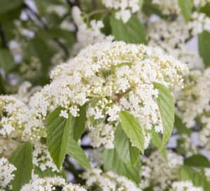 The Snow Joey Viburnum produce lacy, bright white flower clusters in Spring
