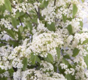 Snow Joey Viburnum