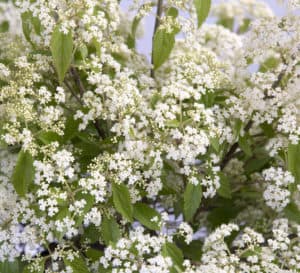 The Snow Joey Viburnum produce lacy, bright white flower clusters in Spring