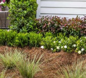 Viburnu Coppertop planted in flowerbed with pinestraw in front of house