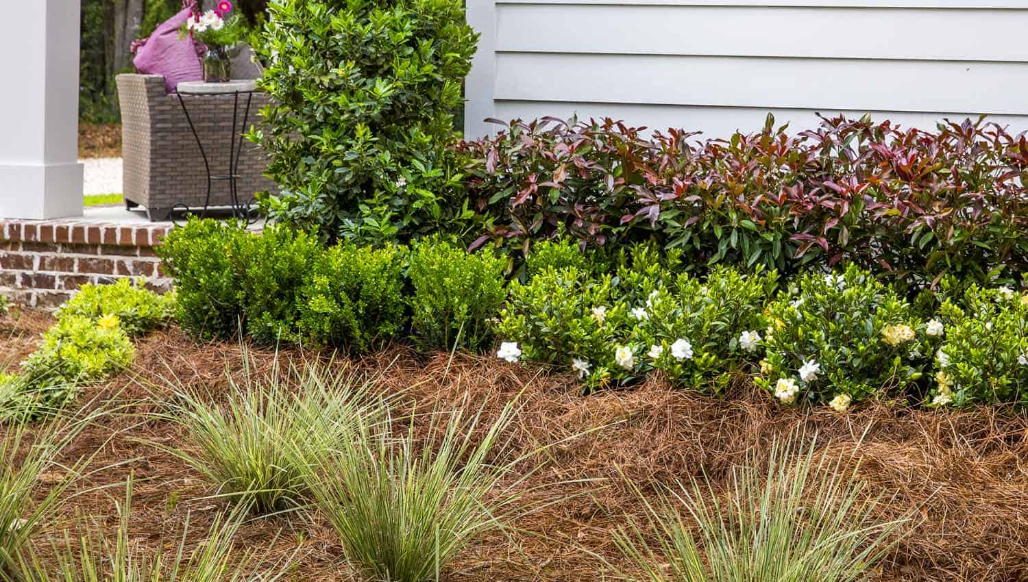 Viburnu Coppertop planted in flowerbed with pinestraw in front of house