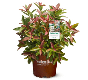 Viburnum Coppertop in Southern Living Plant Collection brown container