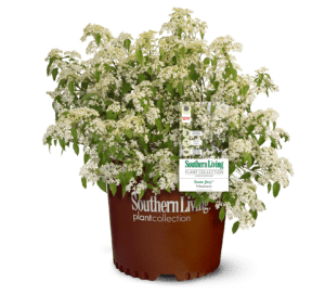 Snow Joey shrub in brown Southern Living Plant container with white background