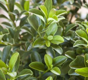 Sugar Cookie shrub close up