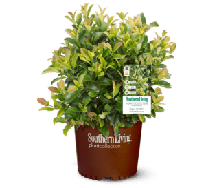 Sugar Cookie shrub in brown Southern Living Plant container with white background