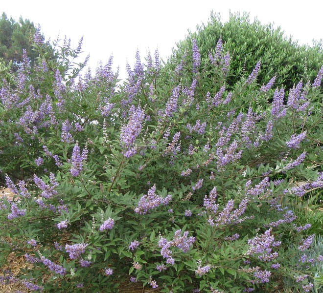 Large lavender purple flowers on dark stems. Blooms most of the summer