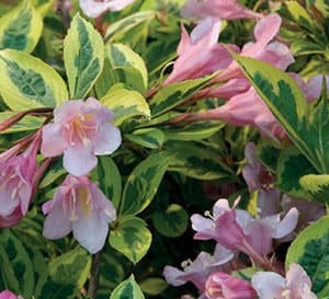 The light pink blooms and variegated yellow & green of Rainbow Sensation Weigela