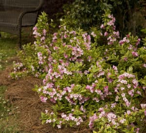The light pink blooms and variegated yellow & green foliage on the large habit of Rainbow Sensation Weigela