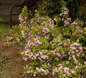The light pink blooms and variegated yellow & green foliage on the large habit of Rainbow Sensation Weigela