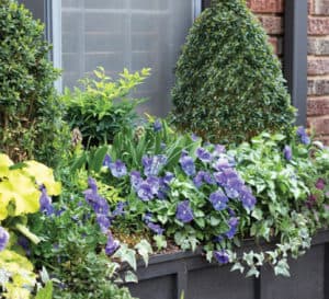 Windowbox with Southern Living Plants