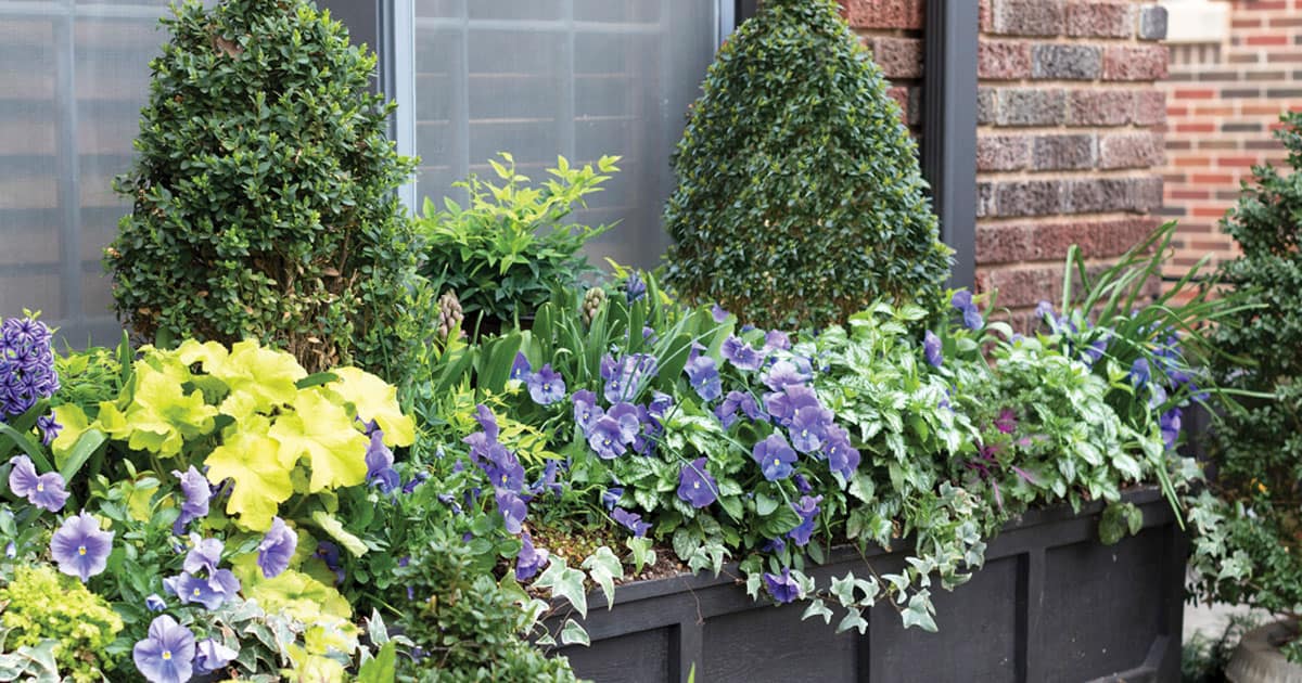 Windowbox with Southern Living Plants