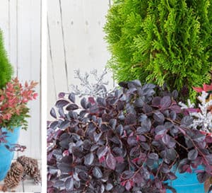 Photo collage showing finished blue container of Southern Living plants and a close-up view of the plants in the container