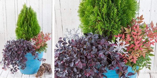 Photo collage showing finished blue container of Southern Living plants and a close-up view of the plants in the container