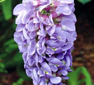 Dozens of grape-like purple flower clusters hang on Amethyst Falls Wisteria in a garden setting