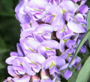 Dozens of grape-like purple flower clusters hang on Amethyst Falls Wisteria in a garden setting
