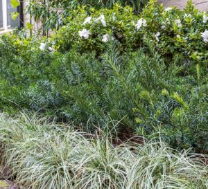 Yewtopia Plum Yew in flower bed lined with red rocks and white flowers