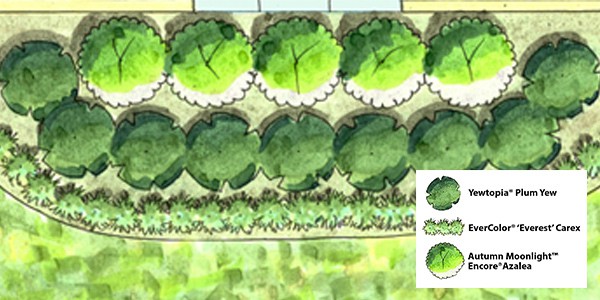Yewtopia Planting Rendering 600x300px