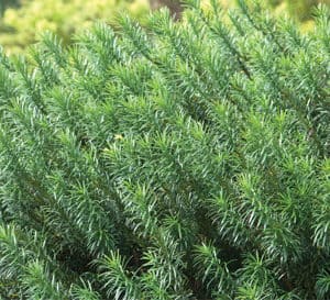 Yewtopia Plum Yew, green pine like leaves