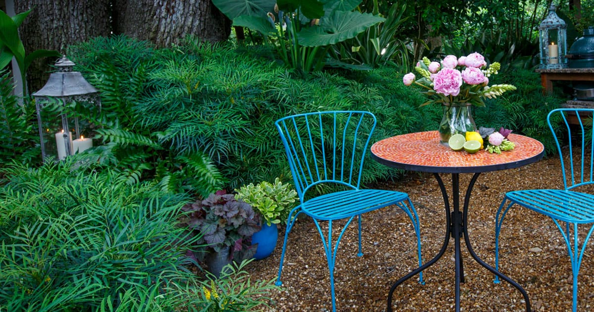 Bright blue patio chairs and mosaic table with peony floral arrangement sit in a garden of Soft Caress Mahonia