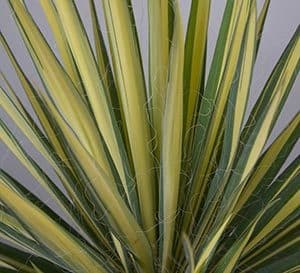 Color Guard Yucca, fan shaped plant with green and yellow leaves