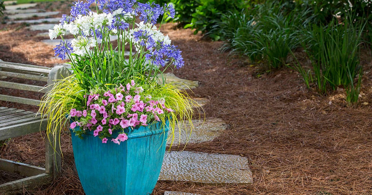 Blue planter with pink flowers on square stone walkway