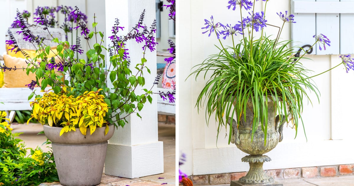agapanthus container and salvia container 1200x630